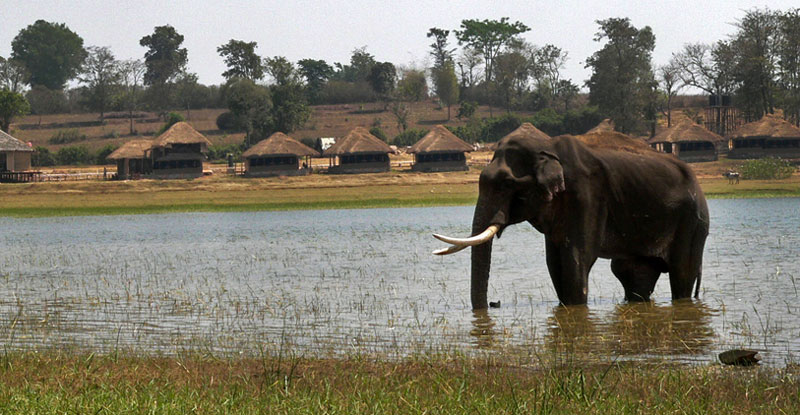 Elephant at camp - supplied