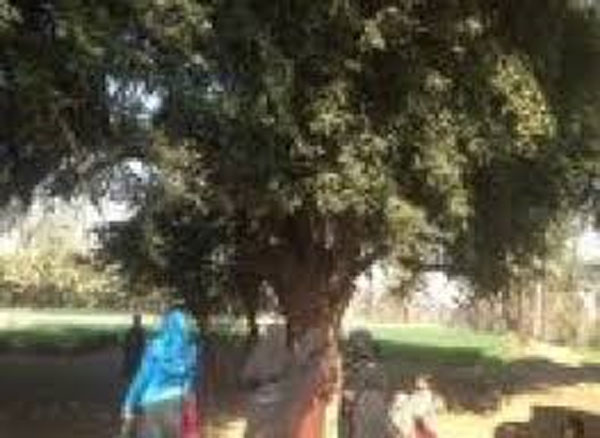 Tree - supplied