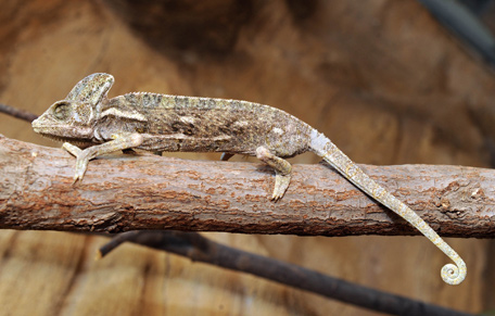 chameleon