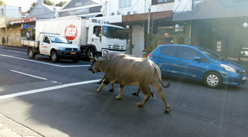 buffaloes
