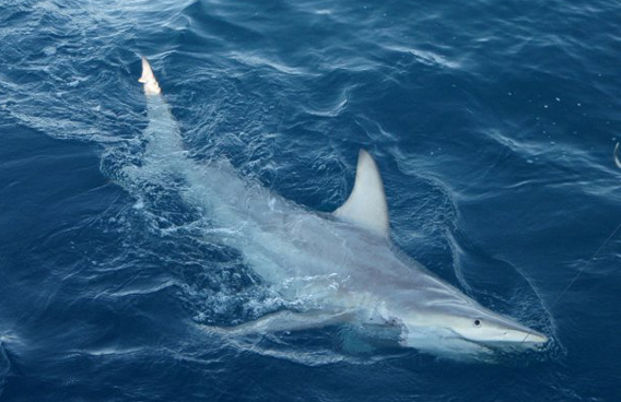 shark afp