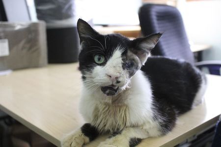 zombie cat
