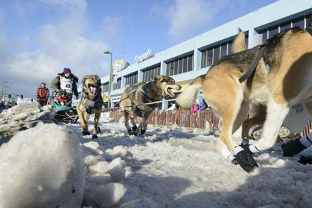 dog-sled