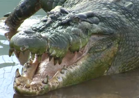 crocodiles-AFP