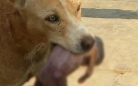 DOG