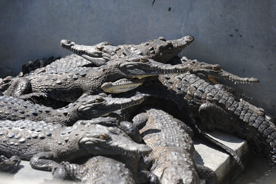 crocodiles