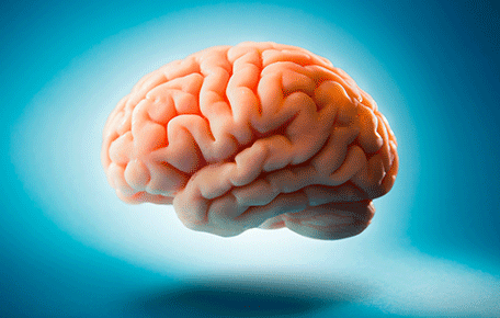 human brain