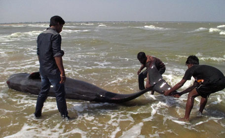 whale