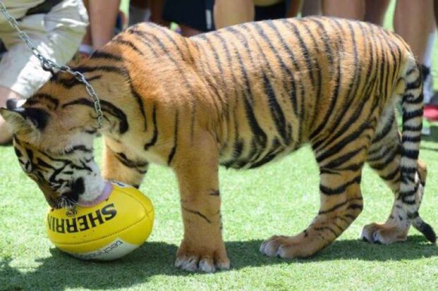 tigers.