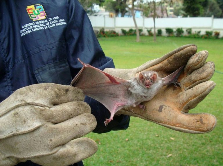 12 kids killed by blood-sucking bats - Emirates 24|7
