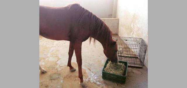 horse