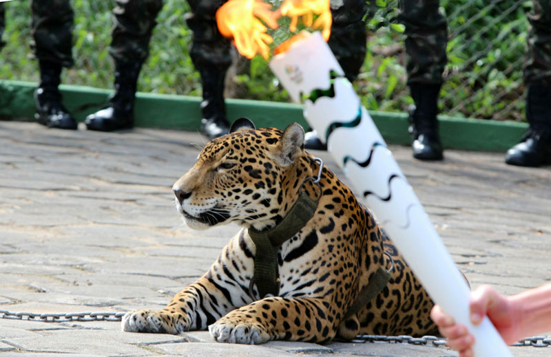 Olympic Jaguar (AFP)