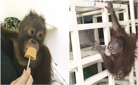 Kuwait to deport ‘drug-addict’ monkey - Emirates 24|7
