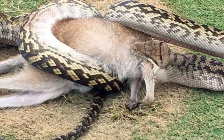Python eats wallaby on Australian golf course - Emirates 24|7