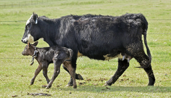 Gerald Skalsky holds the 1-day-old calf