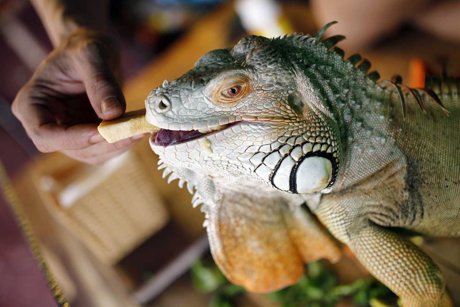 iguana