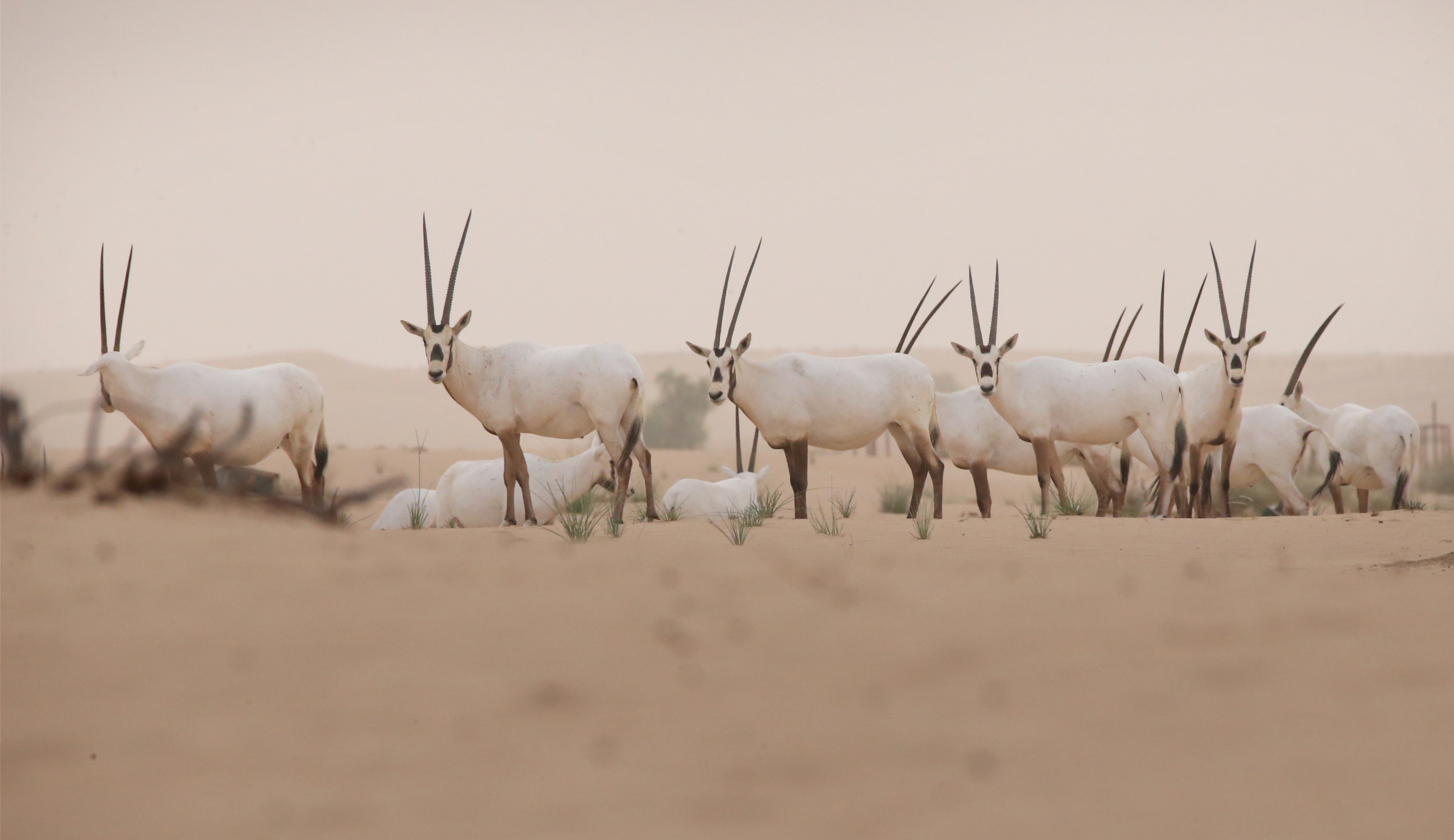 UAE celebrates World Biodiversity Day