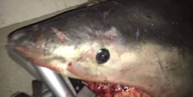 SHARK