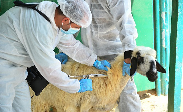 ADFCA launches 9th Vaccination Campaign against Animal Diseases ...