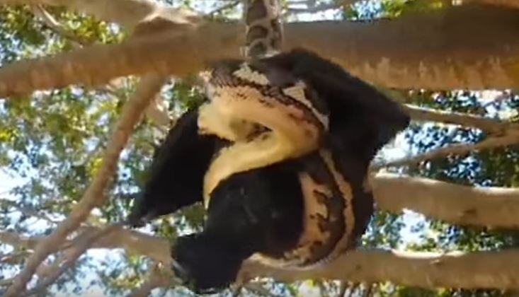Python and bat battle to death - Emirates 24|7