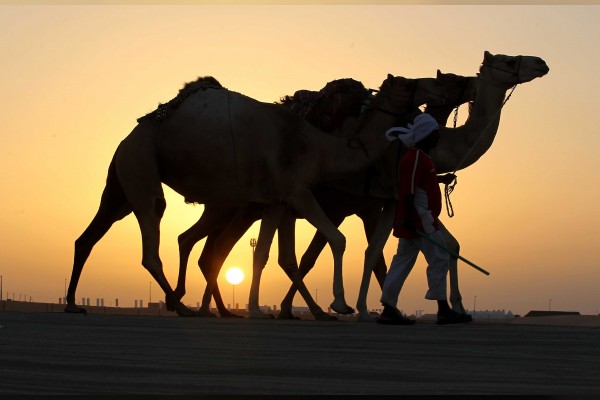 camel