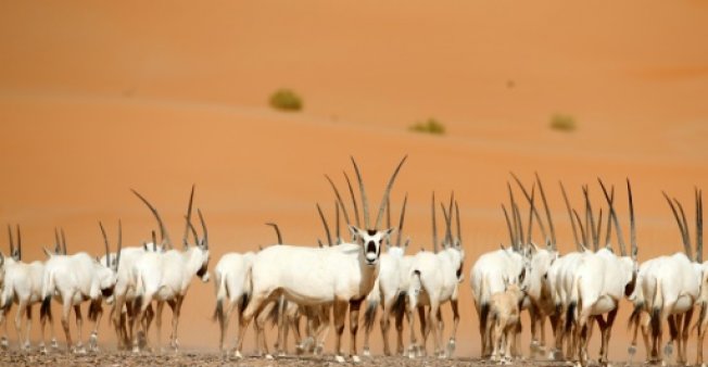 Arabian Oryx