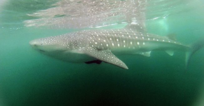whale shark