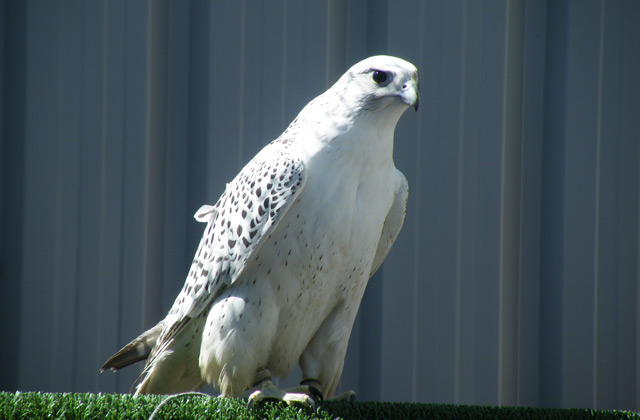 Irish Birds