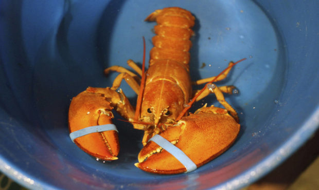 orange lobster