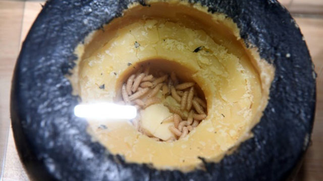 maggots in food