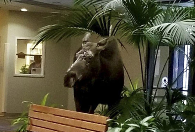 A moose walks into an Alaska hospital and finds a snack - Emirates 24|7