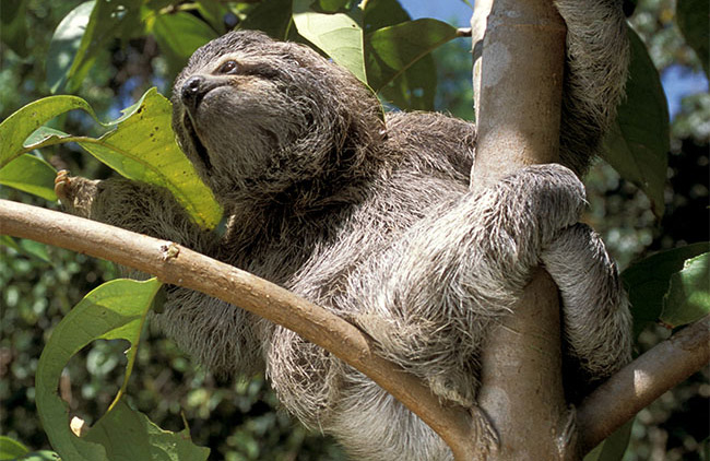 Couple transformed spare room for pet sloth