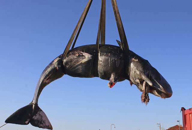 sperm whale was found dead