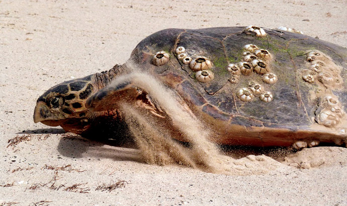 Hawksbill turtles arrive at Al Taweelah beach