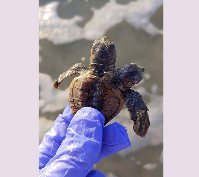 Two-headed turtle