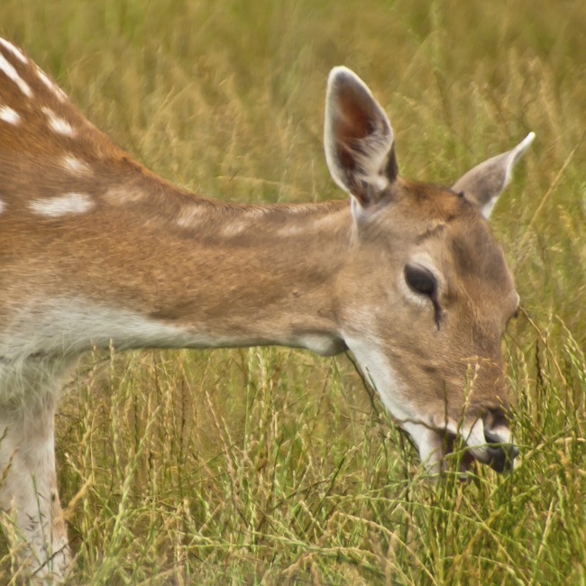 deer