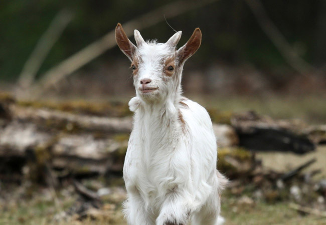 goat