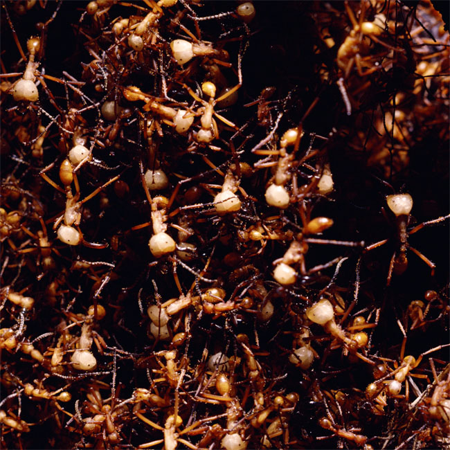 ants