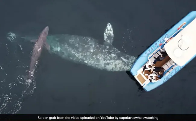 Whale Gives Birth In Front Of A Group Of Tourists