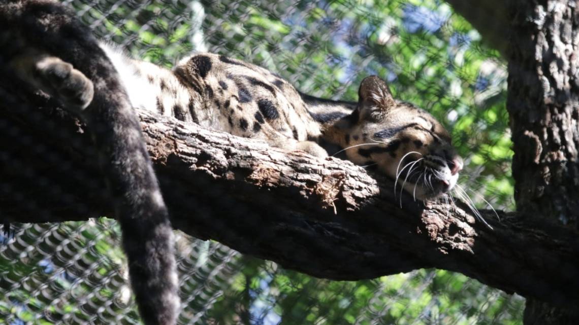 Police join search for missing clouded leopard at Dallas Zoo